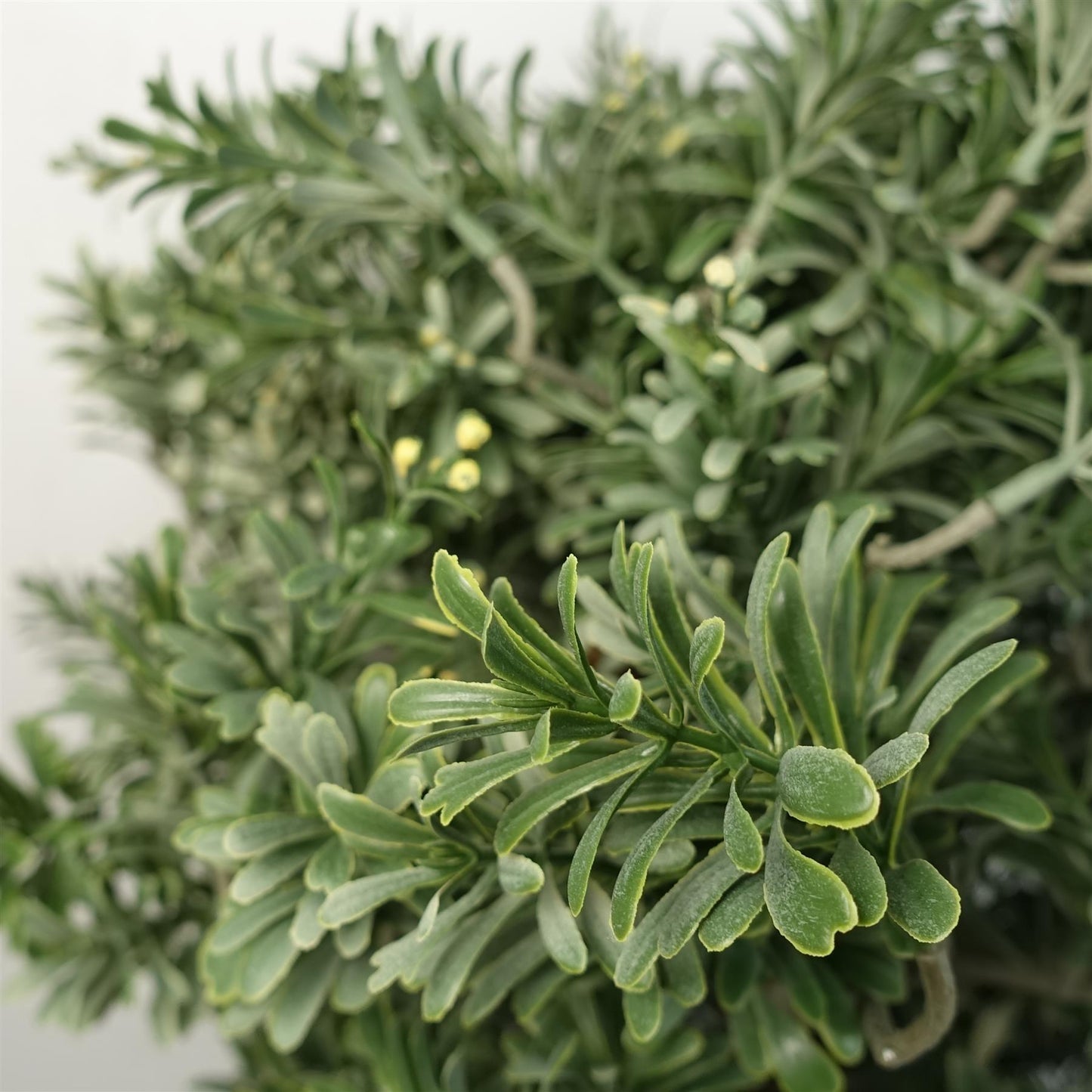 Artemisa Topiary 70cm-3