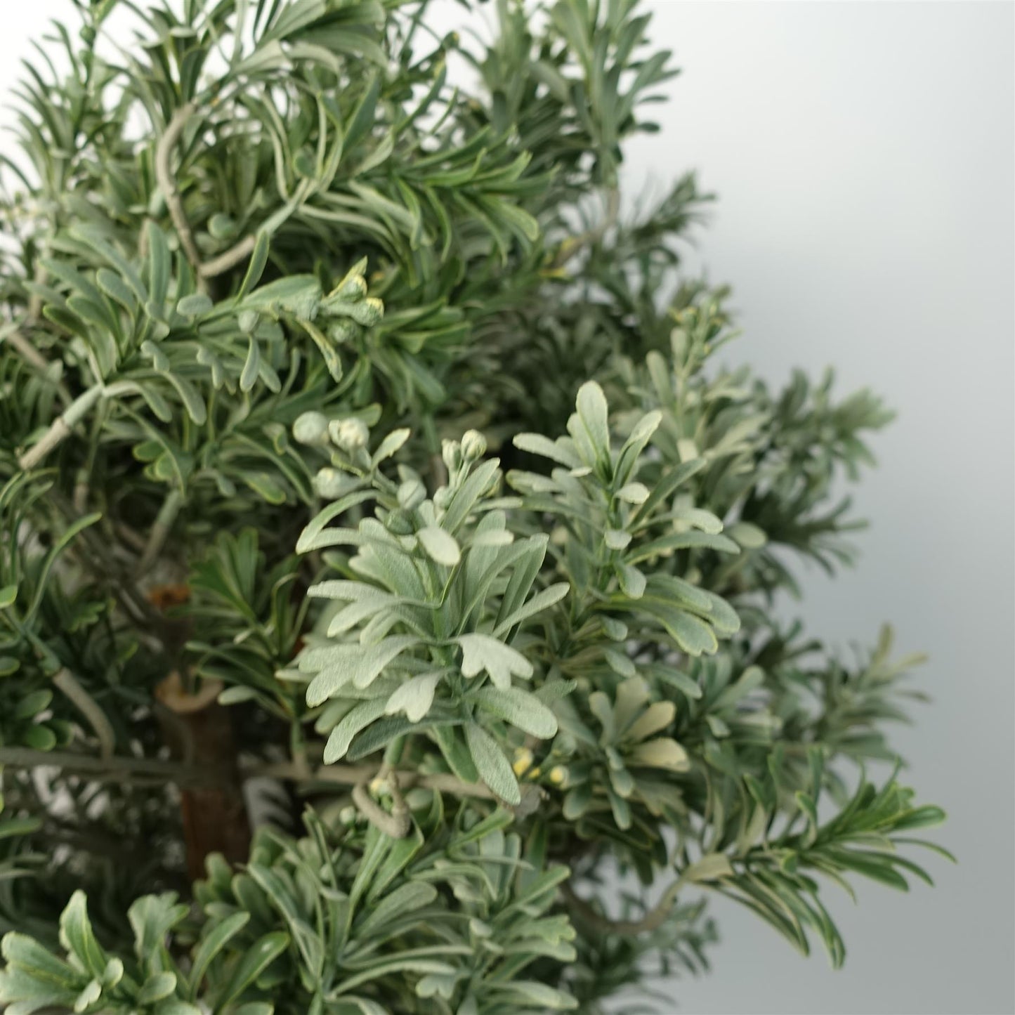 Artemisa Topiary 70cm-1